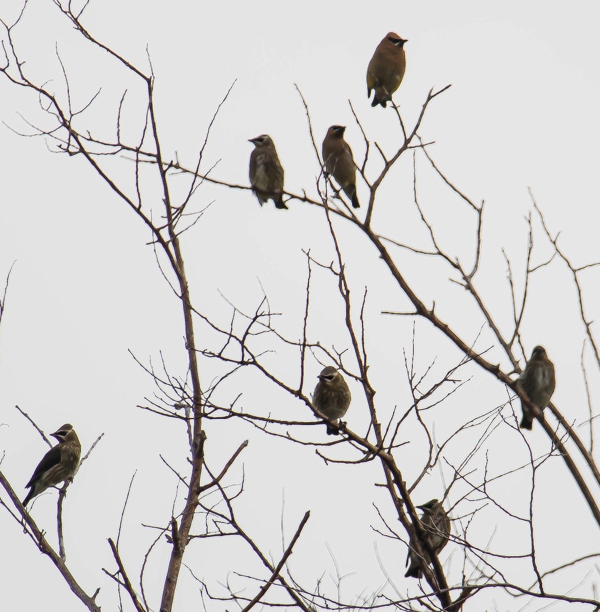 Jaseur d'Amérique - ML650790309