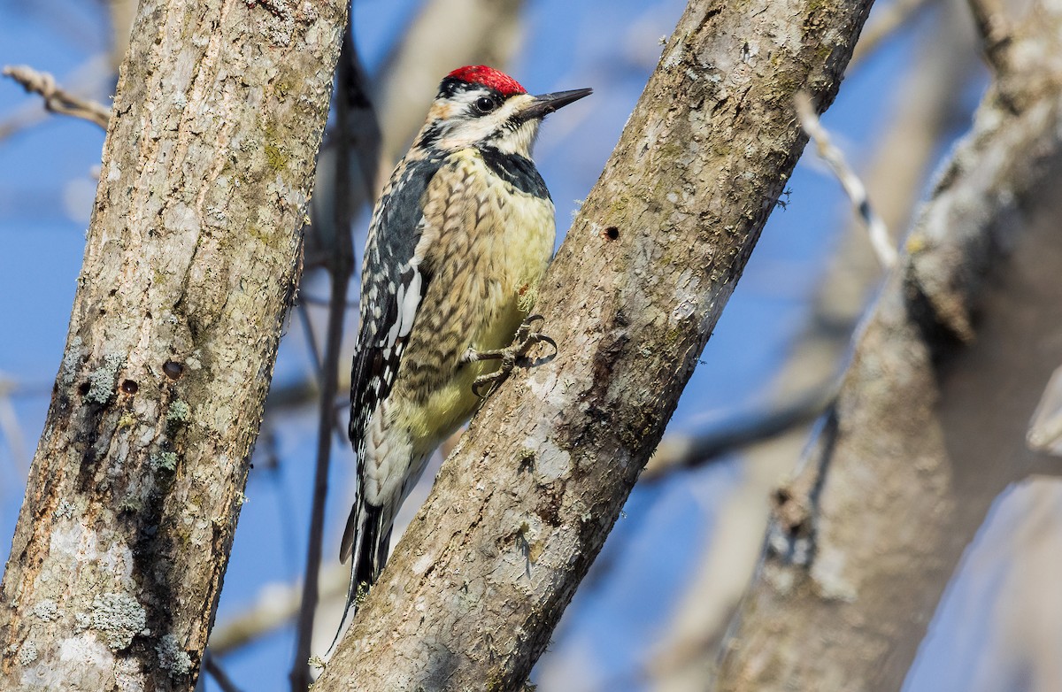 Yellow-bellied Sapsucker - ML650790347