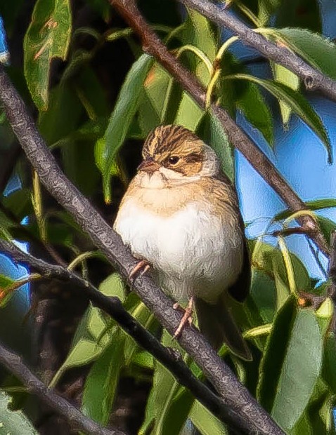 Bruant des plaines - ML650790479