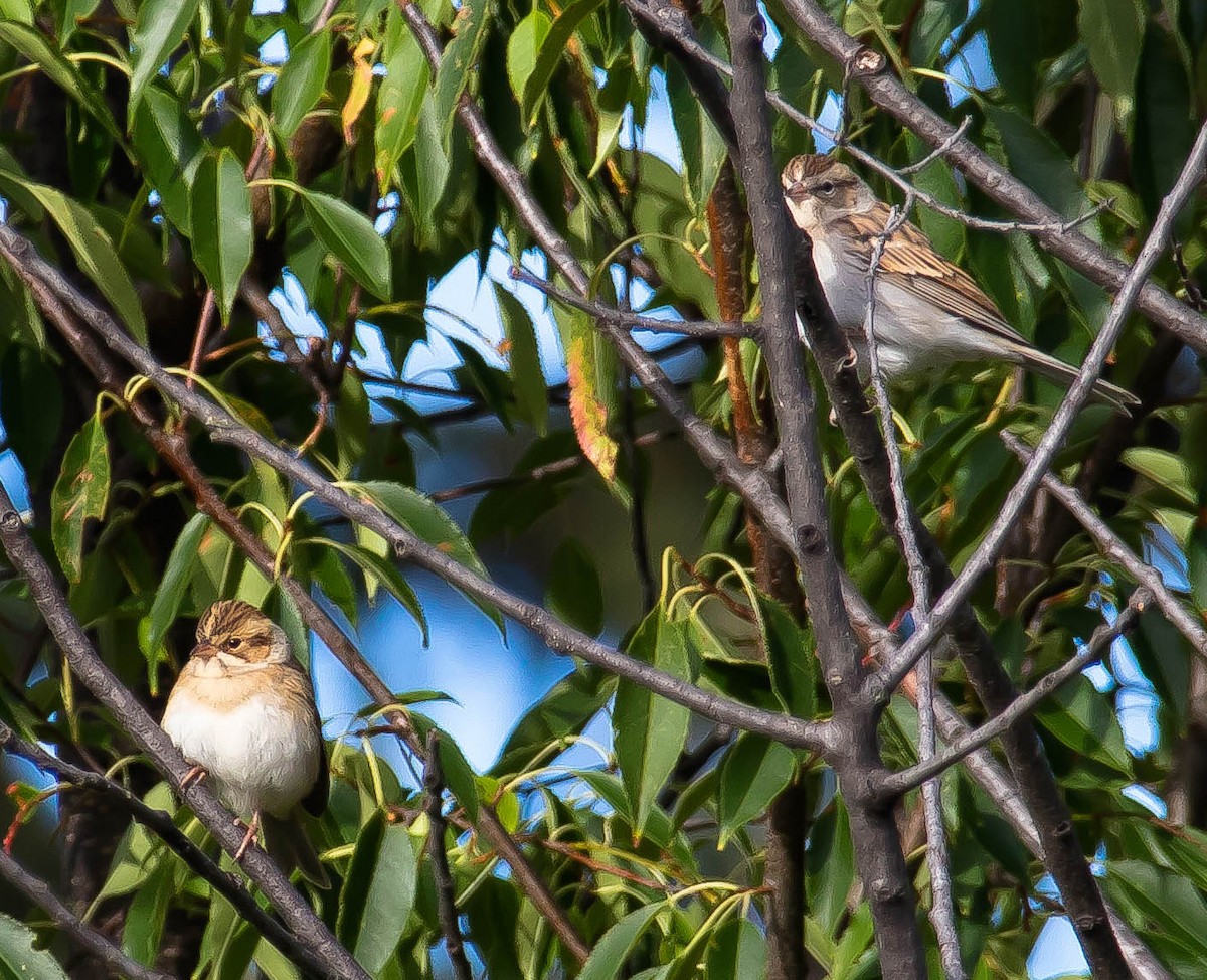 Bruant des plaines - ML650790480