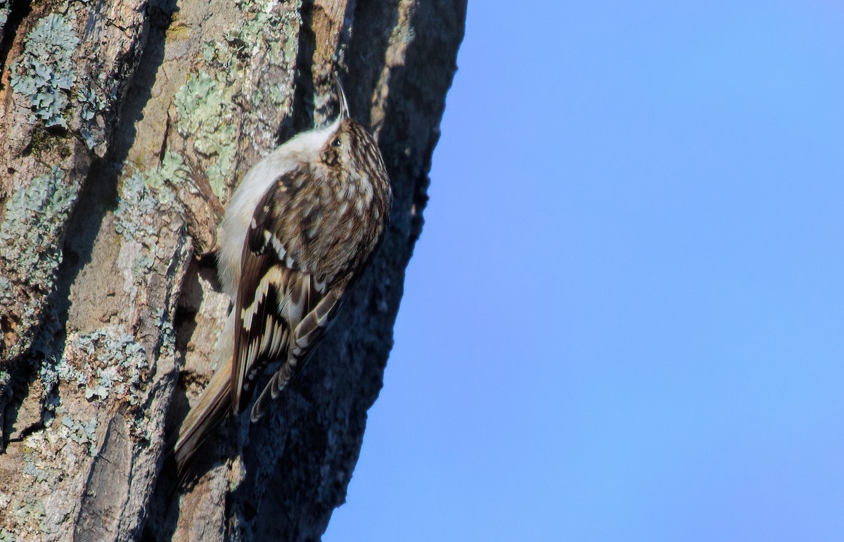 Brown Creeper - ML650790522