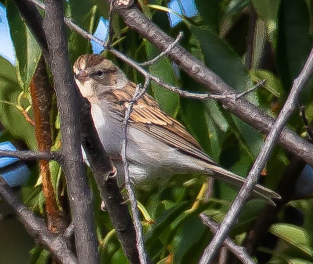 Bruant des plaines - ML650790563