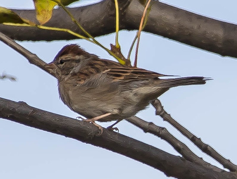 Bruant familier - ML650790646