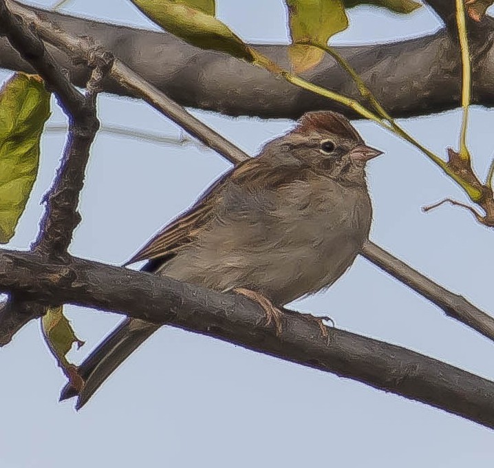 Bruant familier - ML650790698