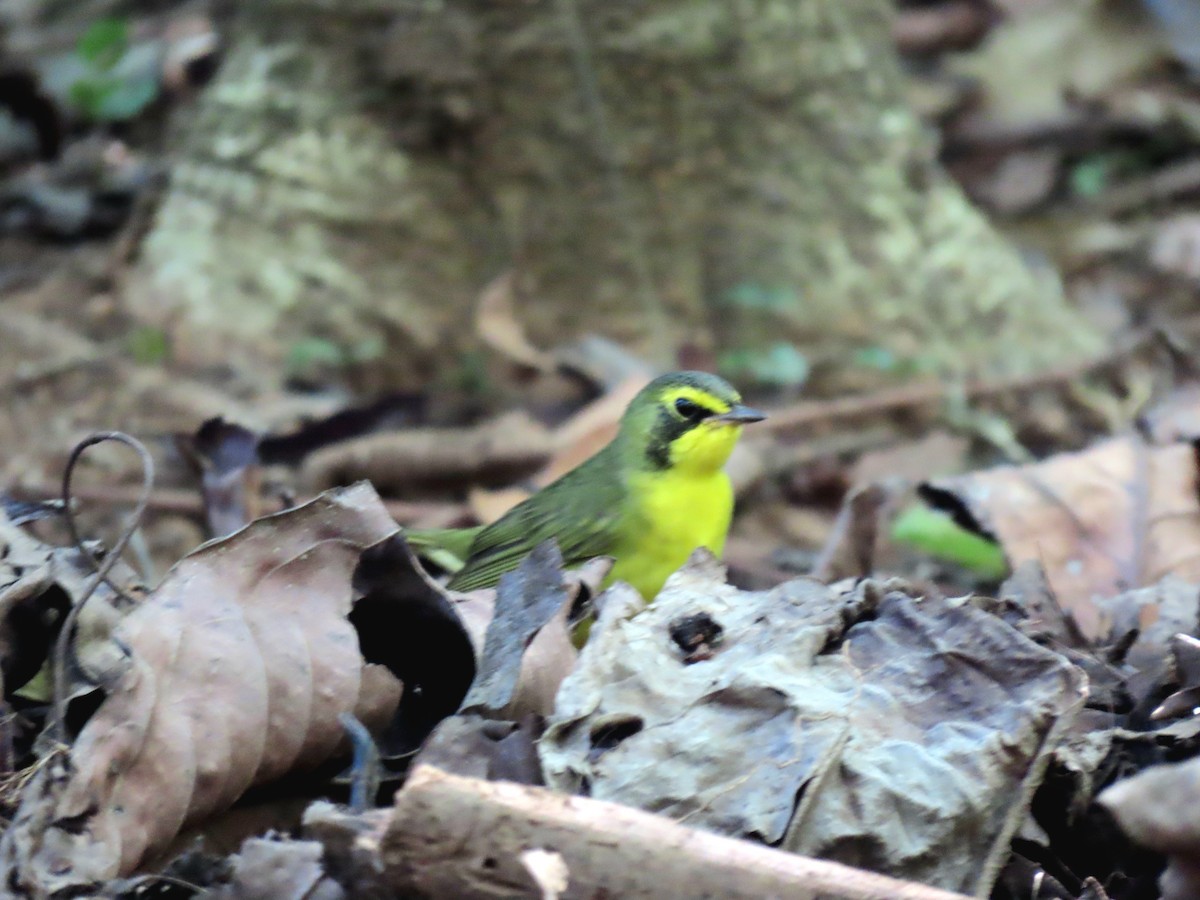 סבכון קנטקי - ML650790722