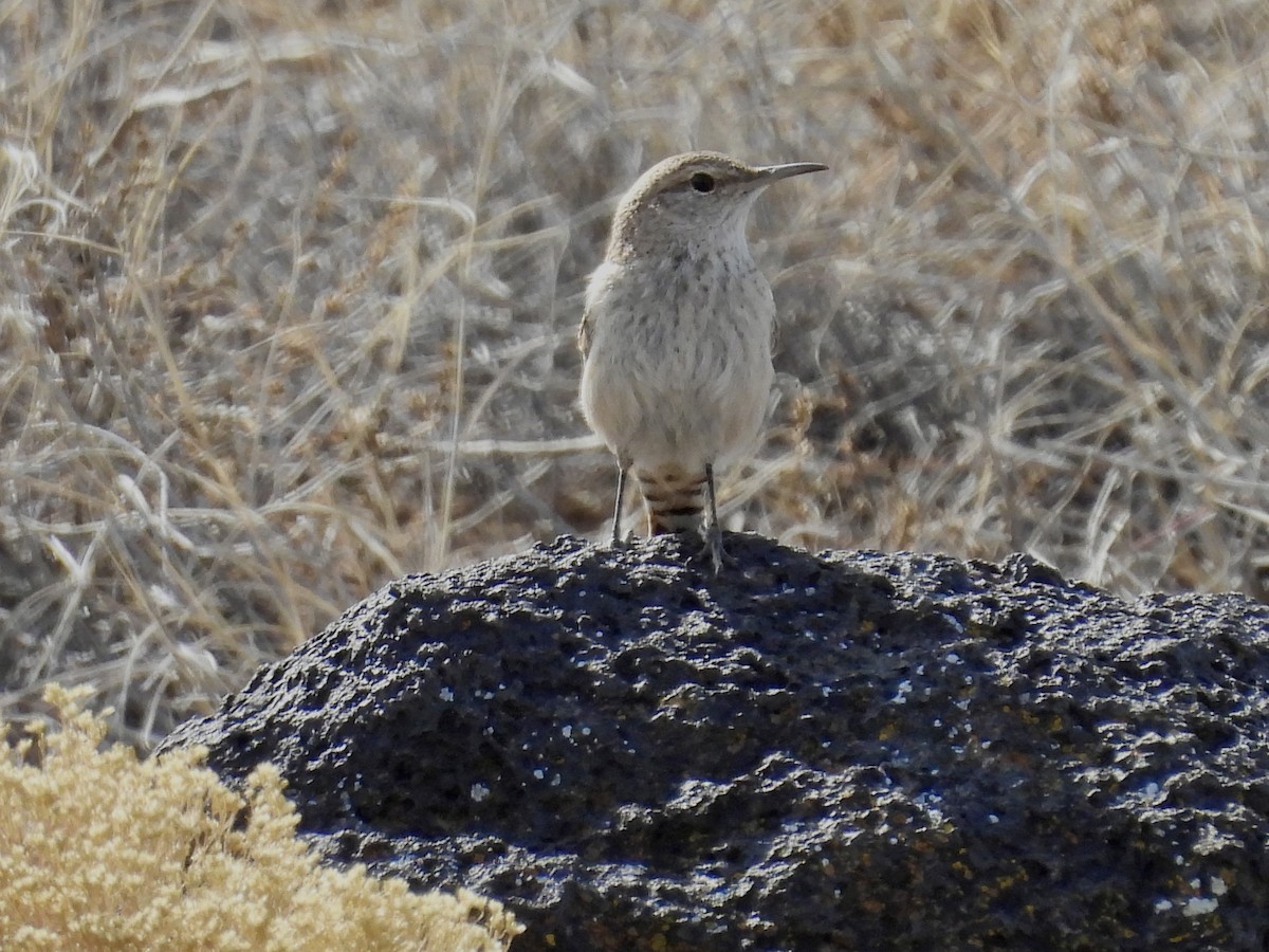 Rock Wren - ML650790759