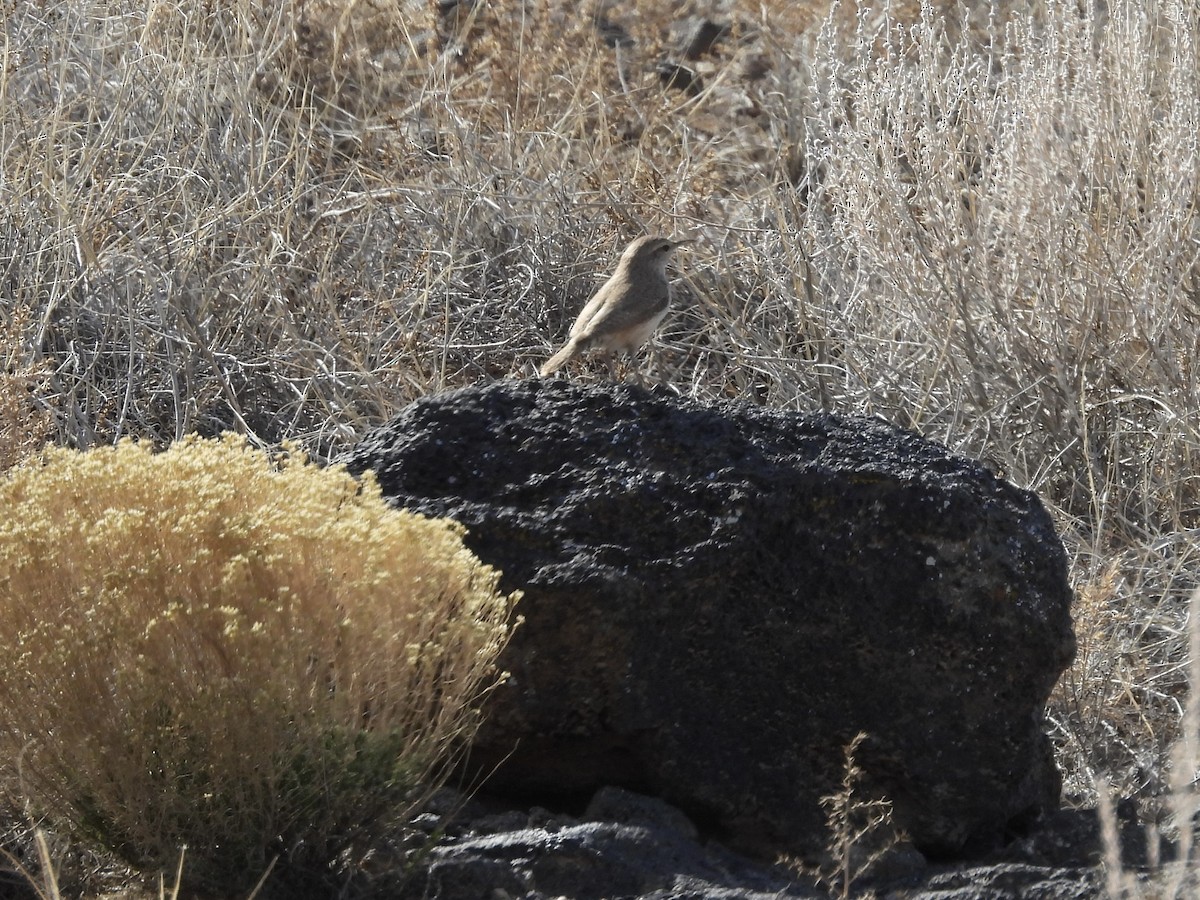 Rock Wren - ML650790760