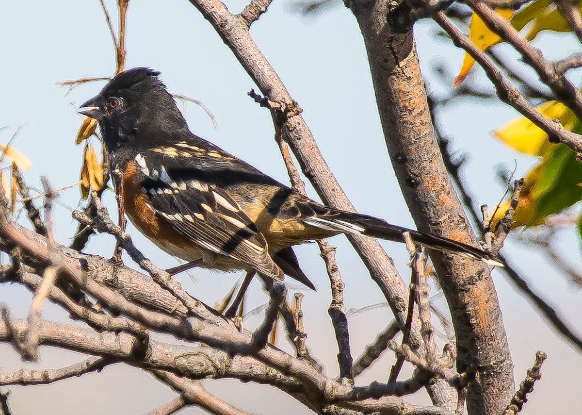 Tohi tacheté - ML650790792