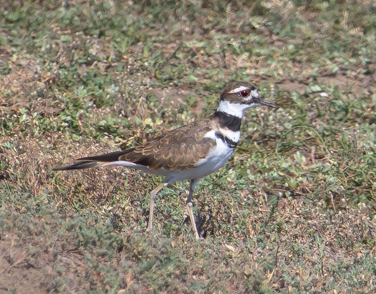 Pluvier kildir - ML650790796