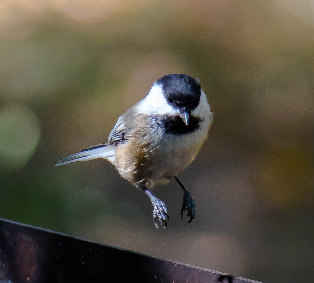 Mésange à tête noire - ML650790808