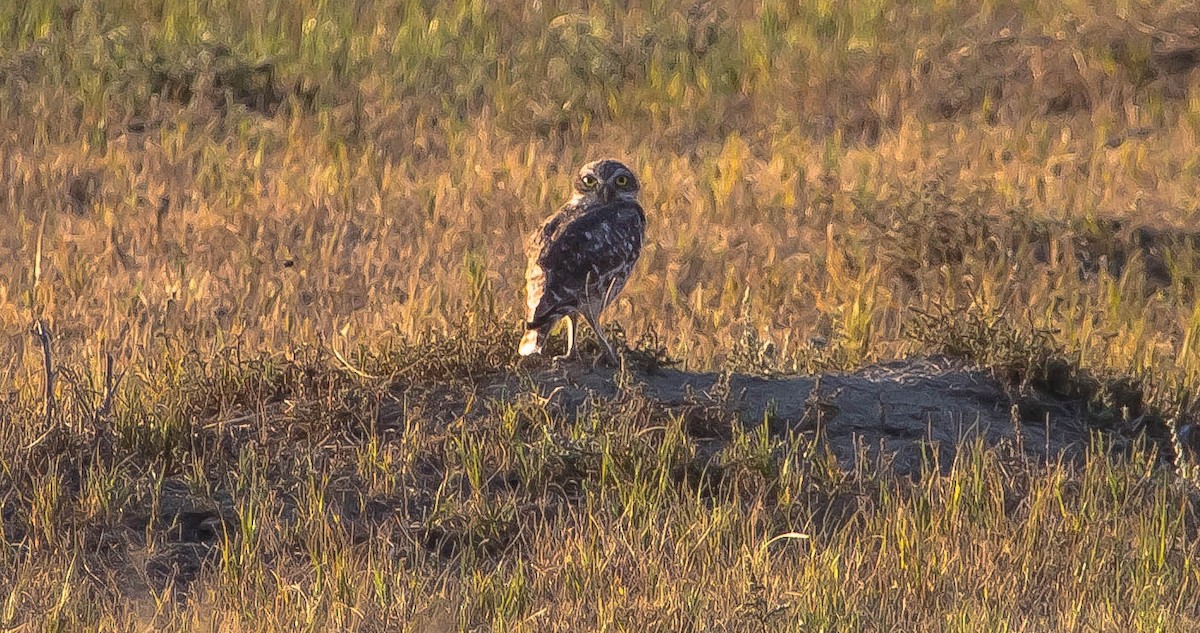Chevêche des terriers - ML650790812