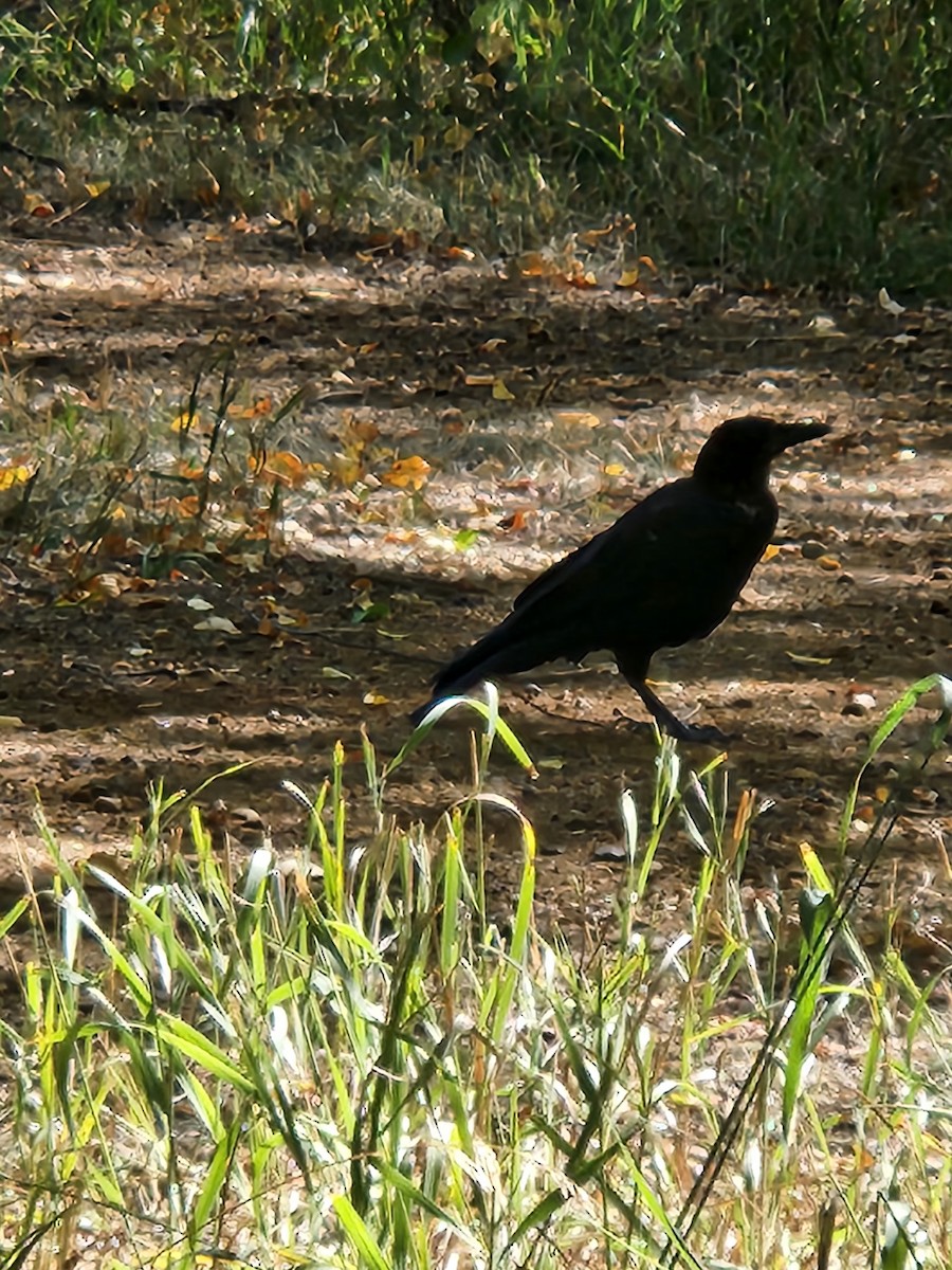 Corneille d'Amérique - ML650790814