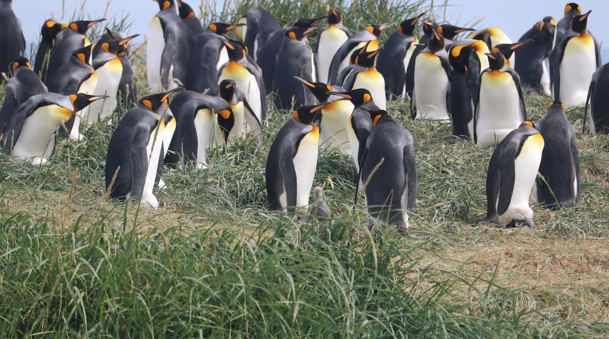 Королевский пингвин - ML650790852