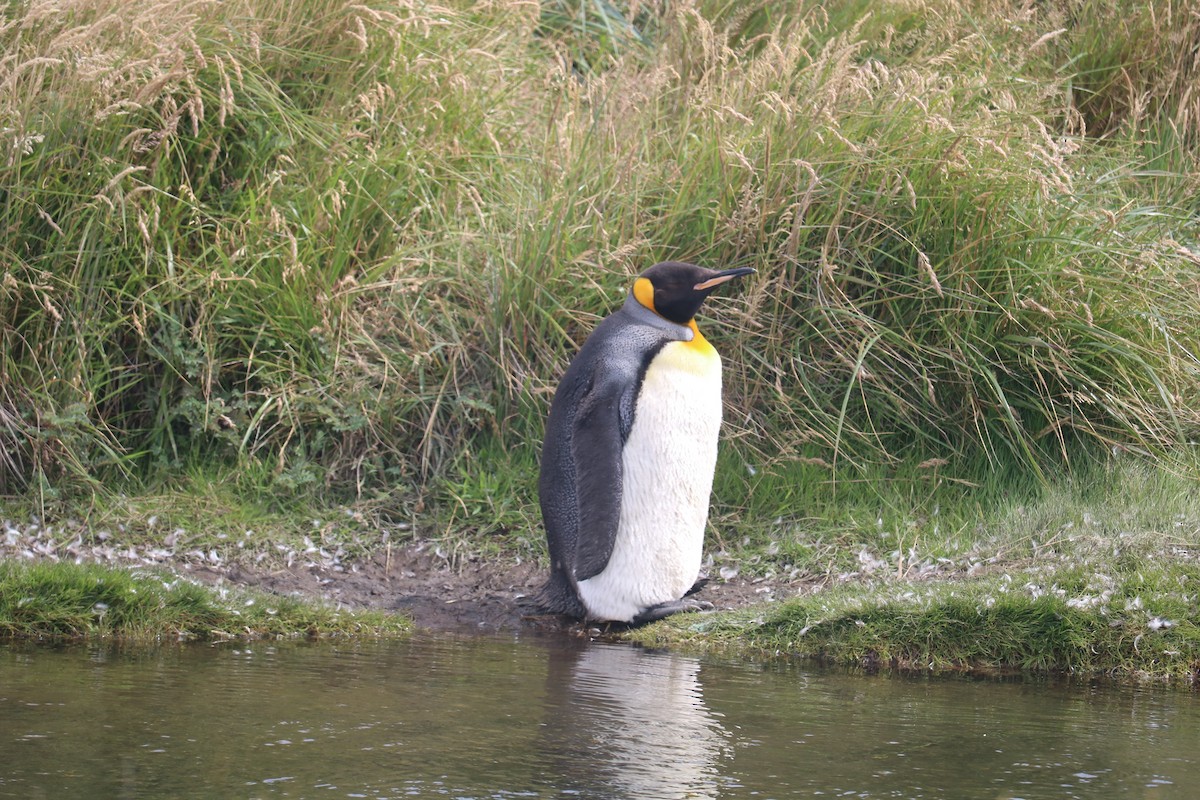 Королевский пингвин - ML650790907