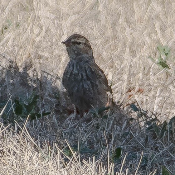 Tarin des pins - ML650791146