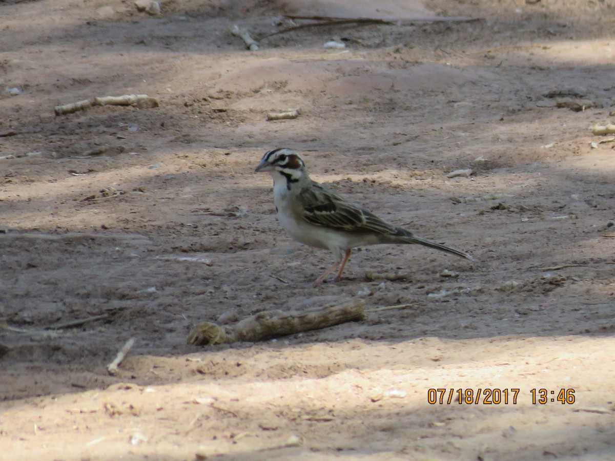 Lark Sparrow - Don Witter