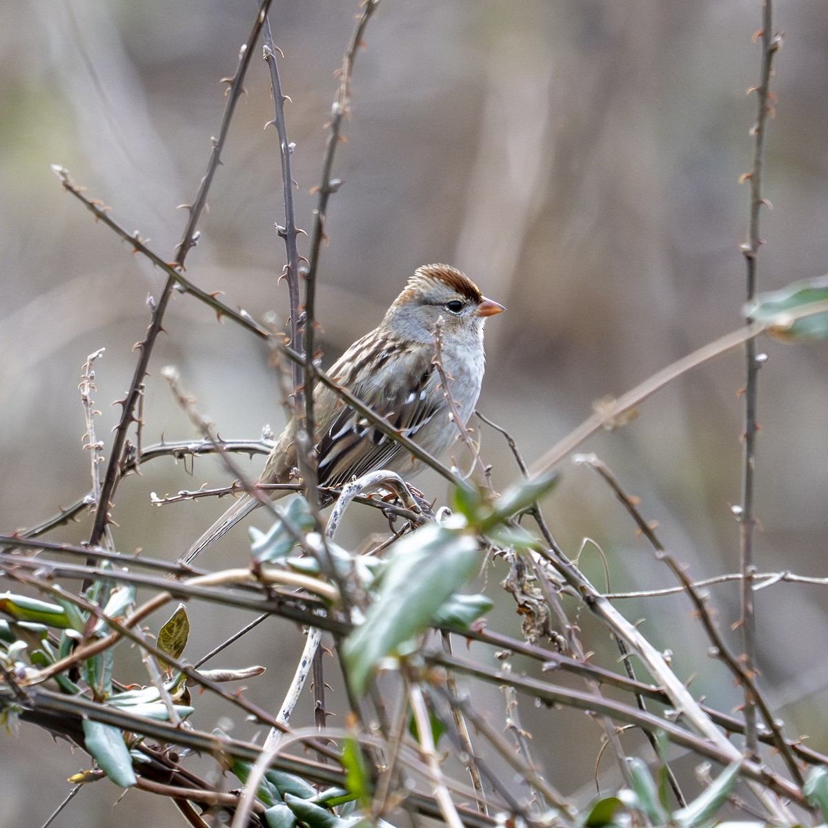 White-crowned Sparrow - ML650791386