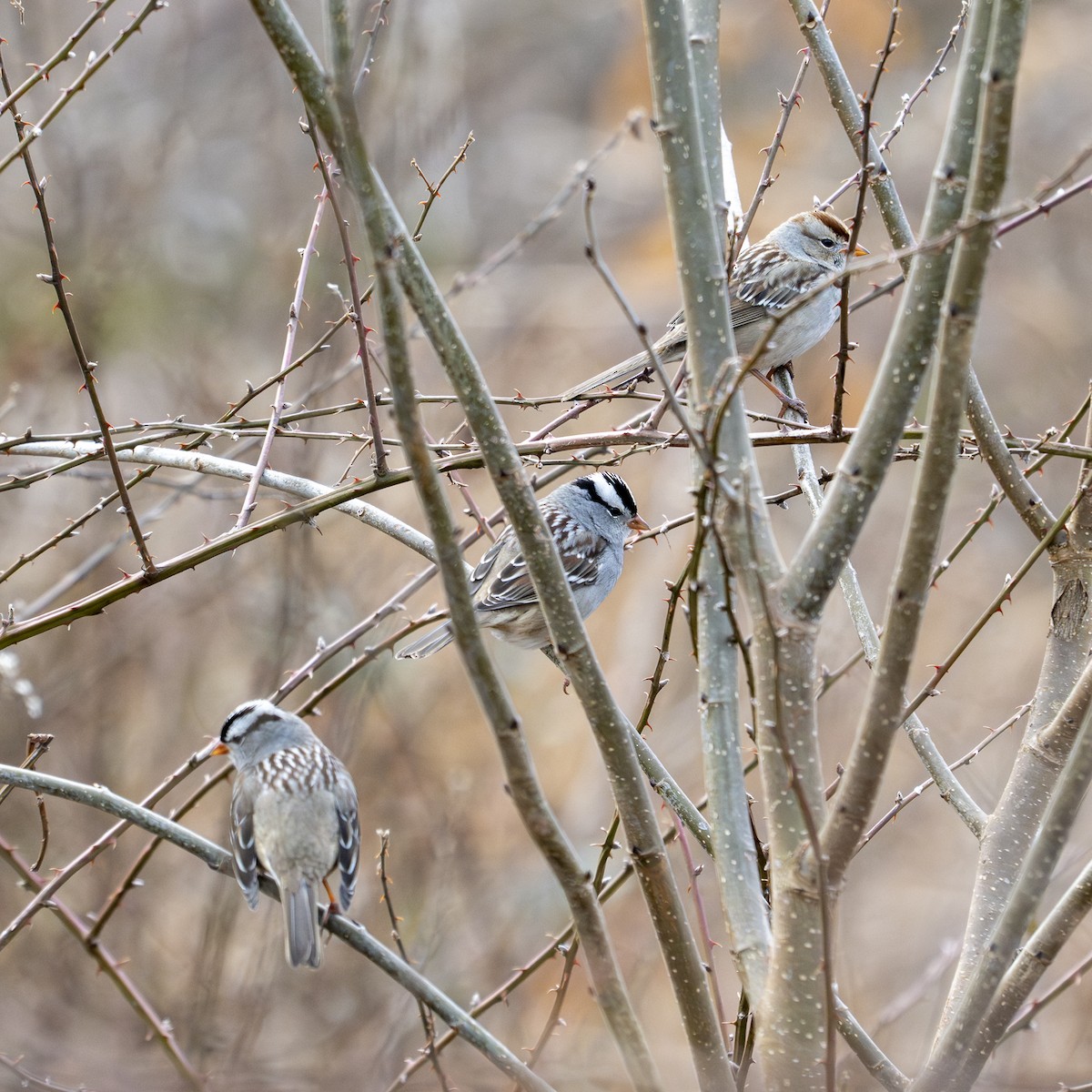 White-crowned Sparrow - ML650791387