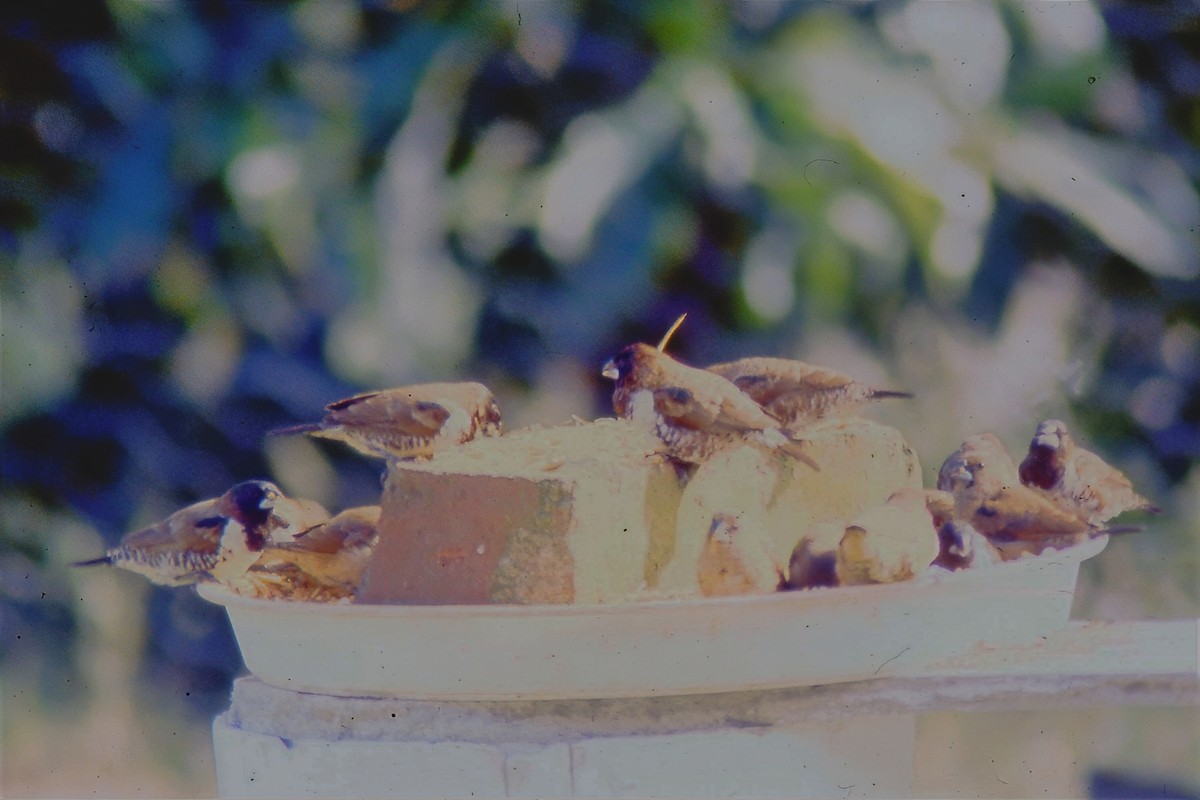 Bronze Mannikin - ML650791556