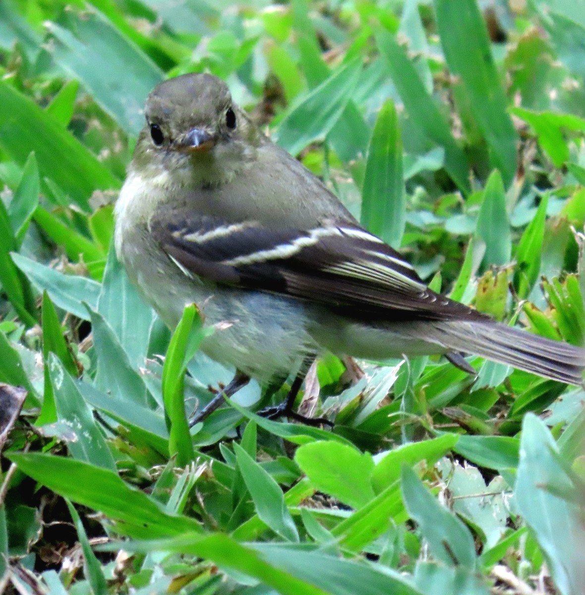 Sarı Karınlı Boreal Sinekkapan - ML650791633