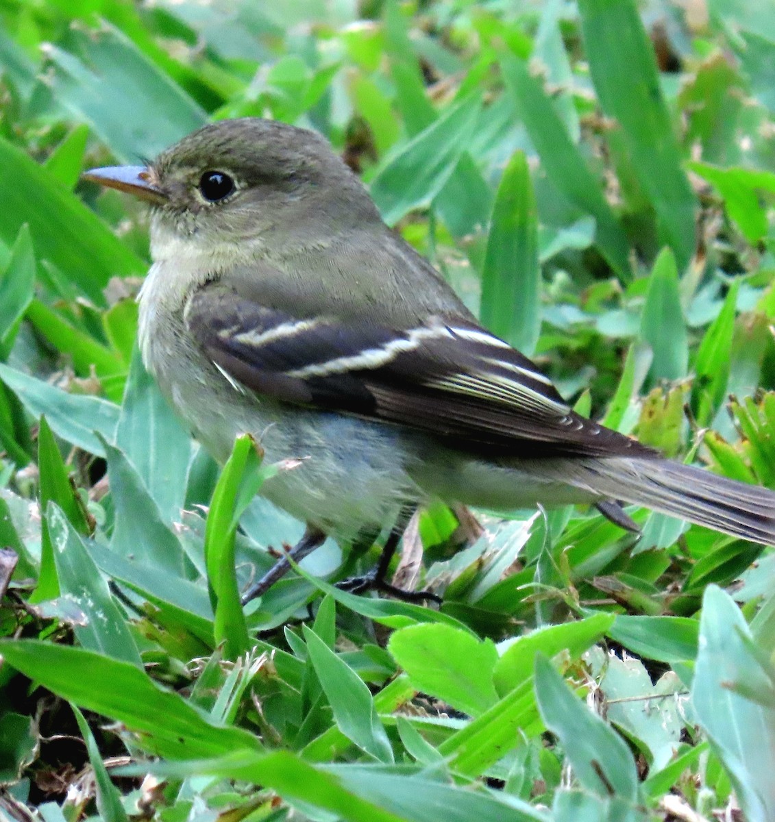 Sarı Karınlı Boreal Sinekkapan - ML650791634