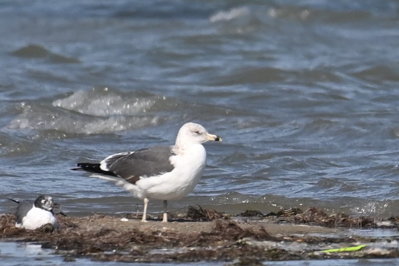 Kelp Gull - ML650791727