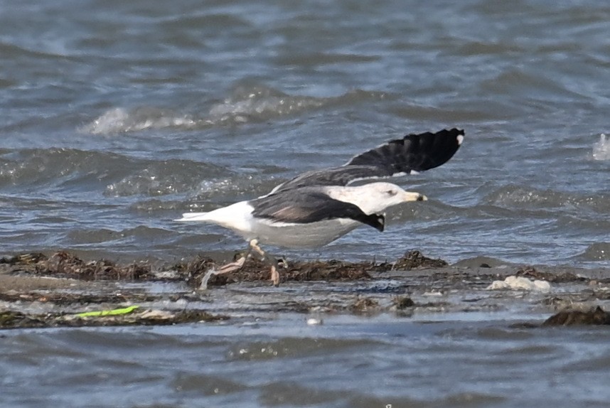 Kelp Gull - ML650791728