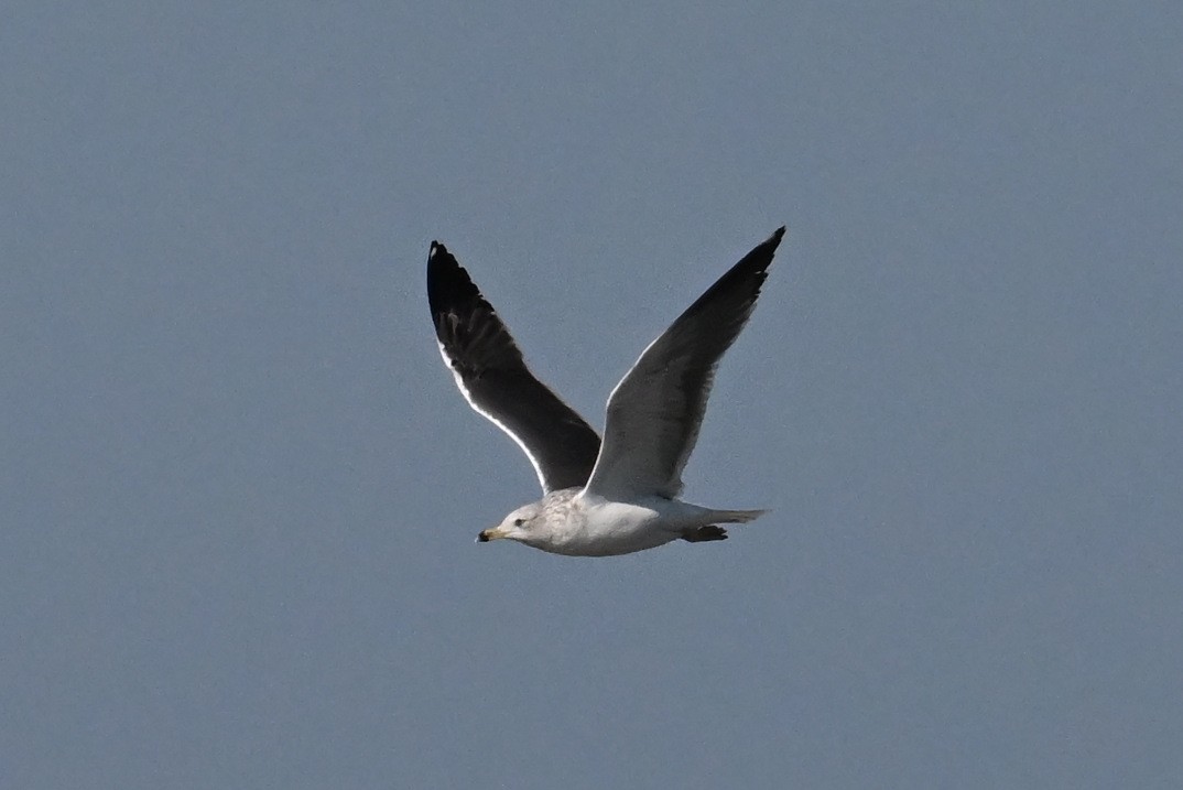 Kelp Gull - ML650791762