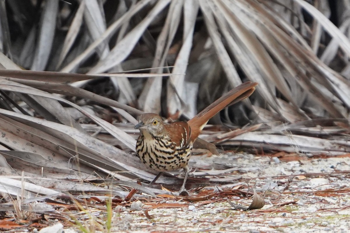 Brown Thrasher - ML650791783