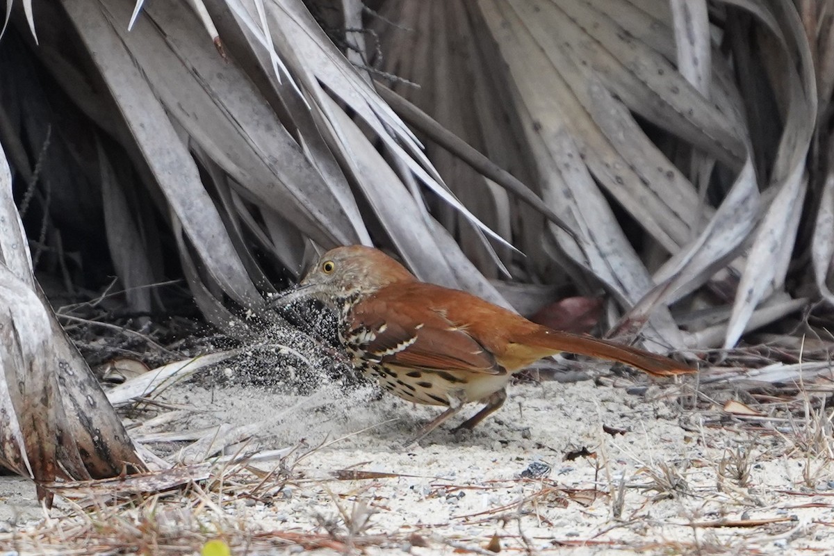 Brown Thrasher - ML650791784