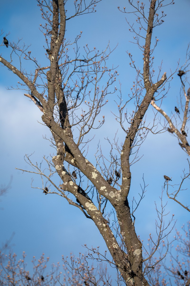 Плачущая горлица - ML650791860