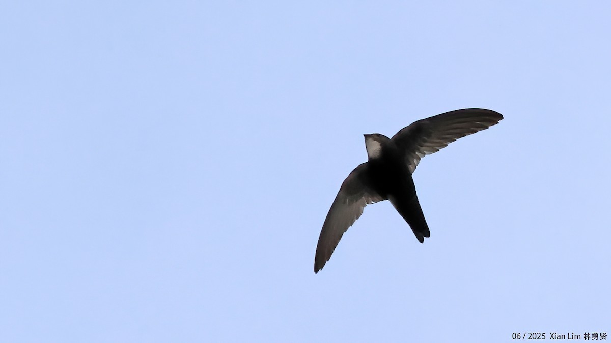 House Swift - ML650792000