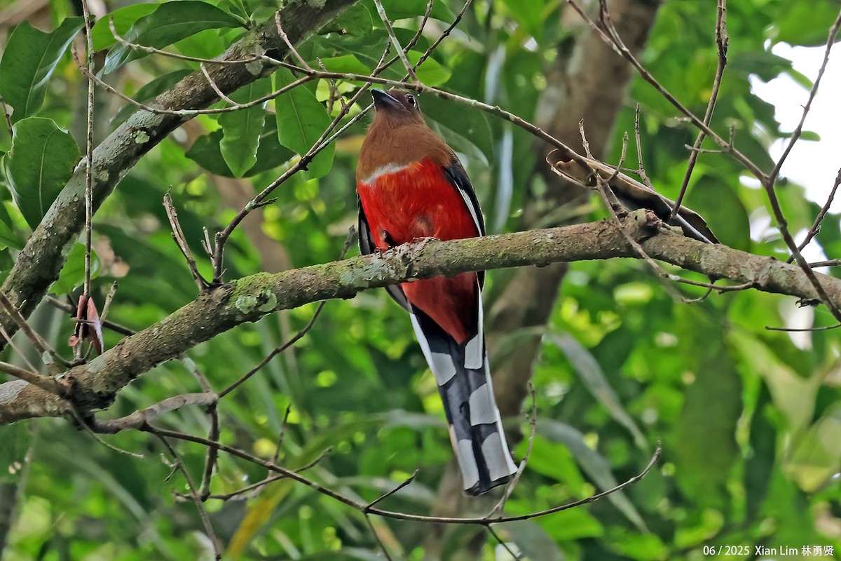 Red-headed Trogon - ML650792005