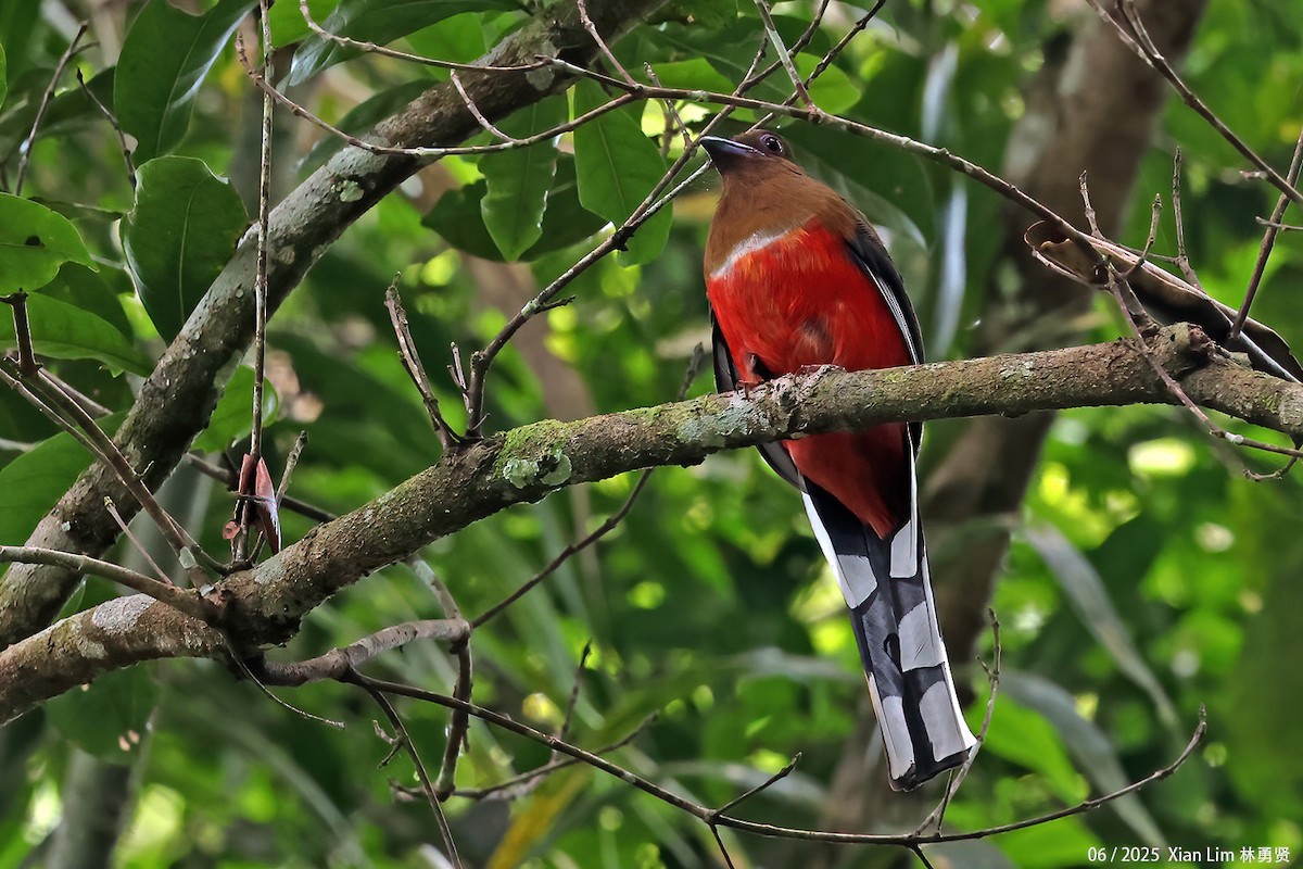 Red-headed Trogon - ML650792006