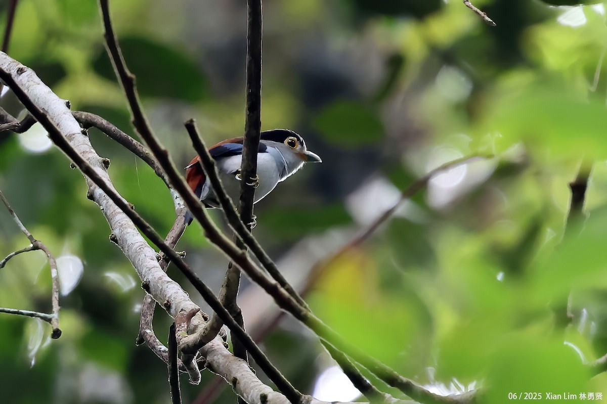 Silver-breasted Broadbill - ML650792009