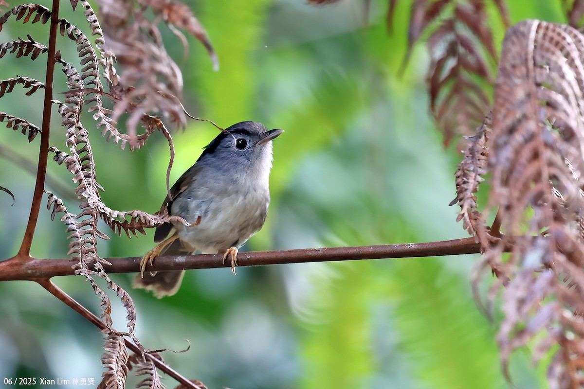 Mountain Fulvetta - ML650792023