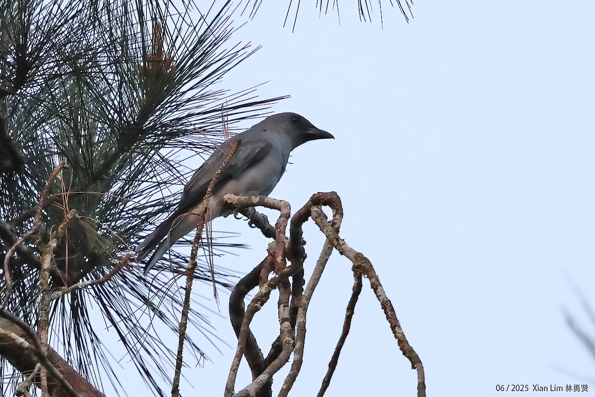 Malayan Cuckooshrike - ML650792075