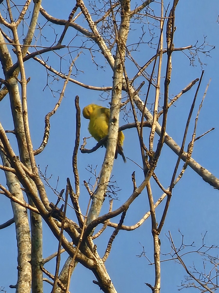 Oropéndola China - ML650792418