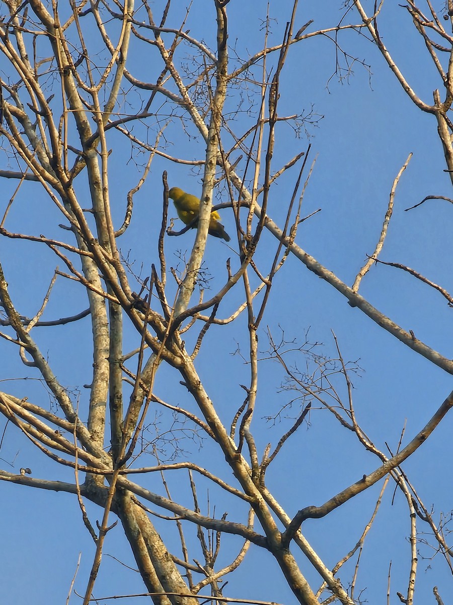 Oropéndola China - ML650792419