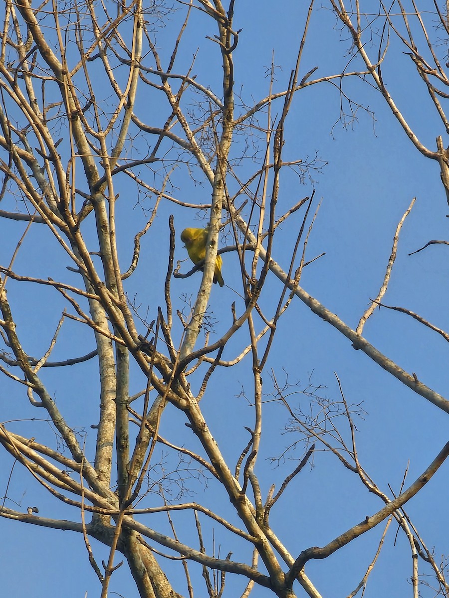 Oropéndola China - ML650792420