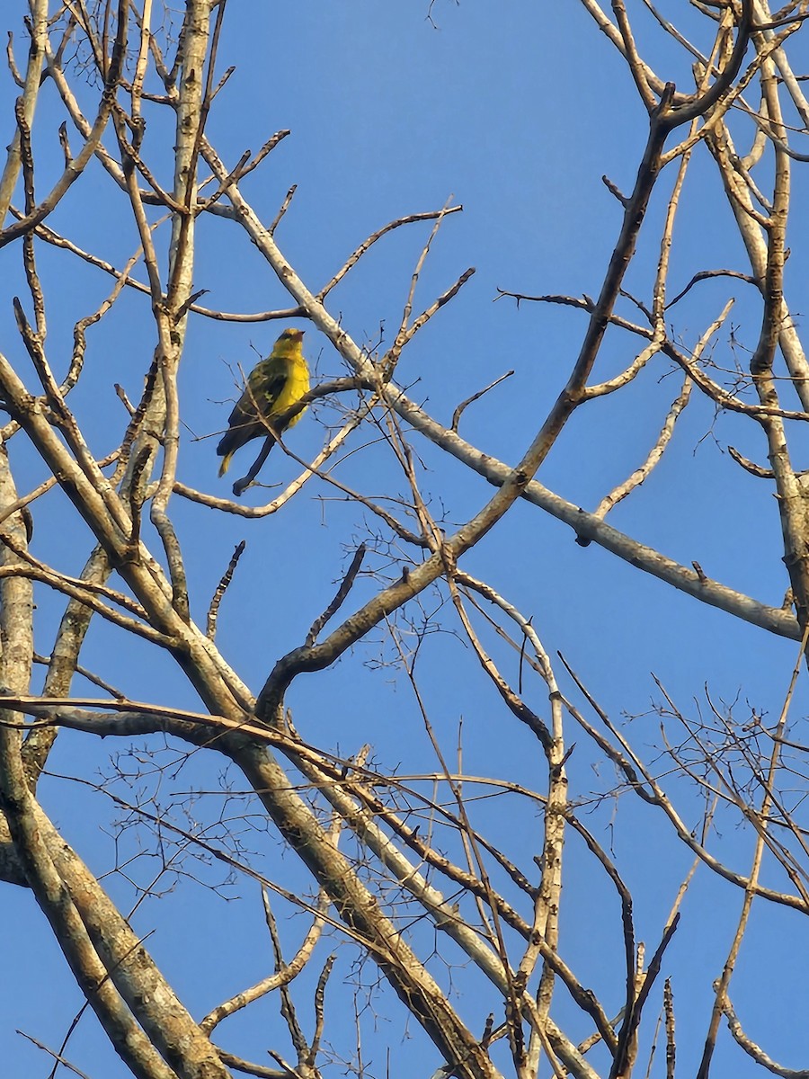 Oropéndola China - ML650792421