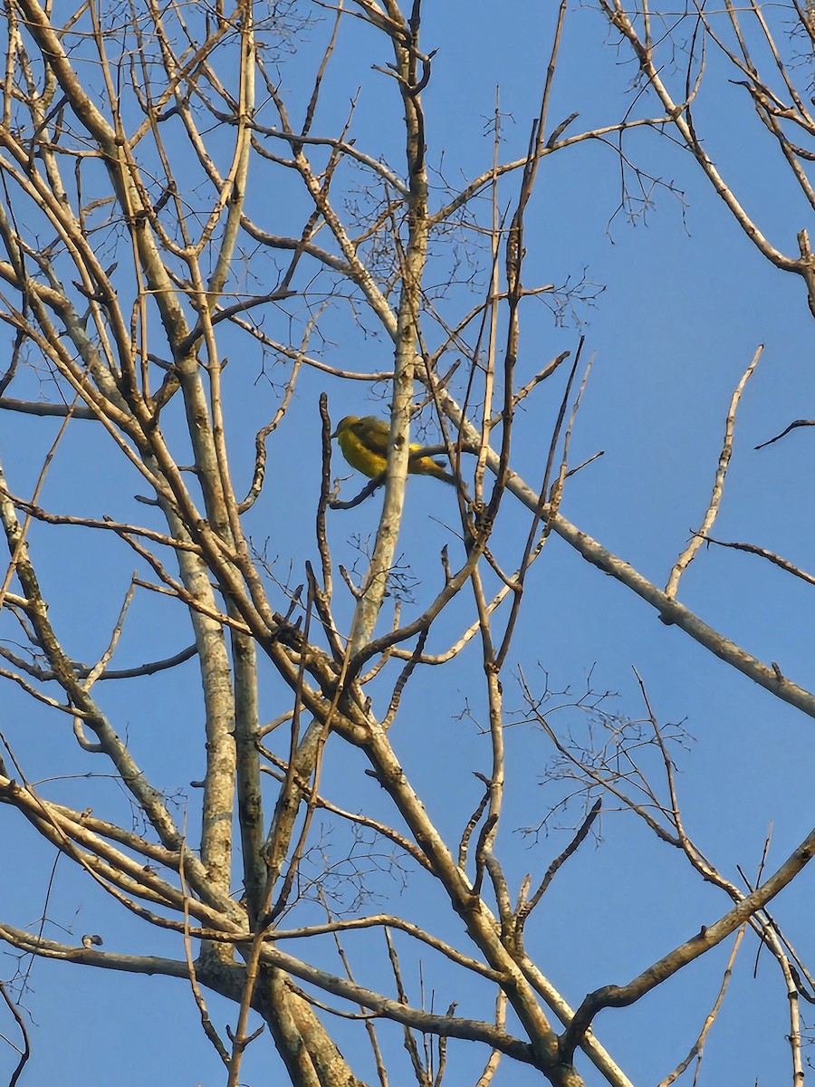 Oropéndola China - ML650792422