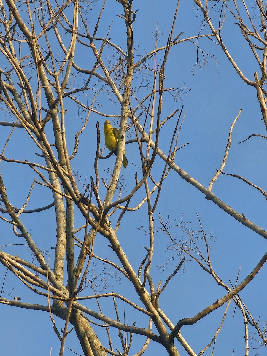 Oropéndola India - ML650792423