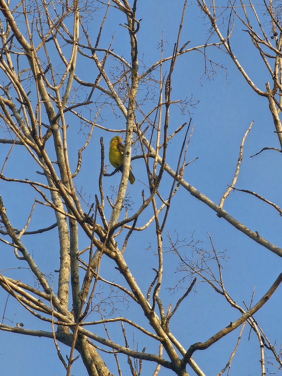 Oropéndola China - ML650792424