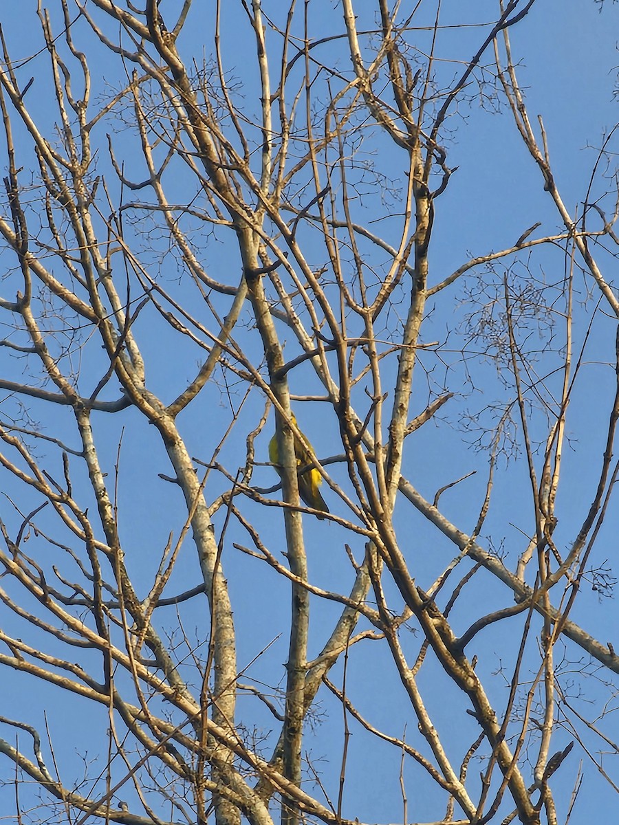 Oropéndola India - ML650792425