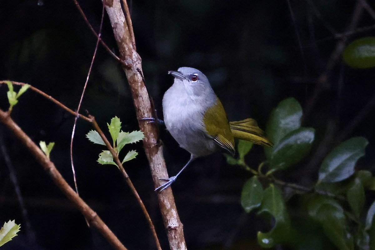 grønnstjertparula - ML650792980