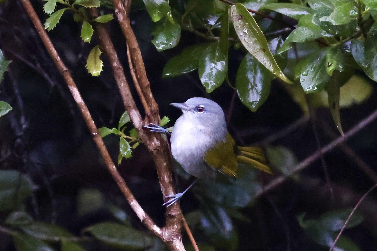 grønnstjertparula - ML650792981