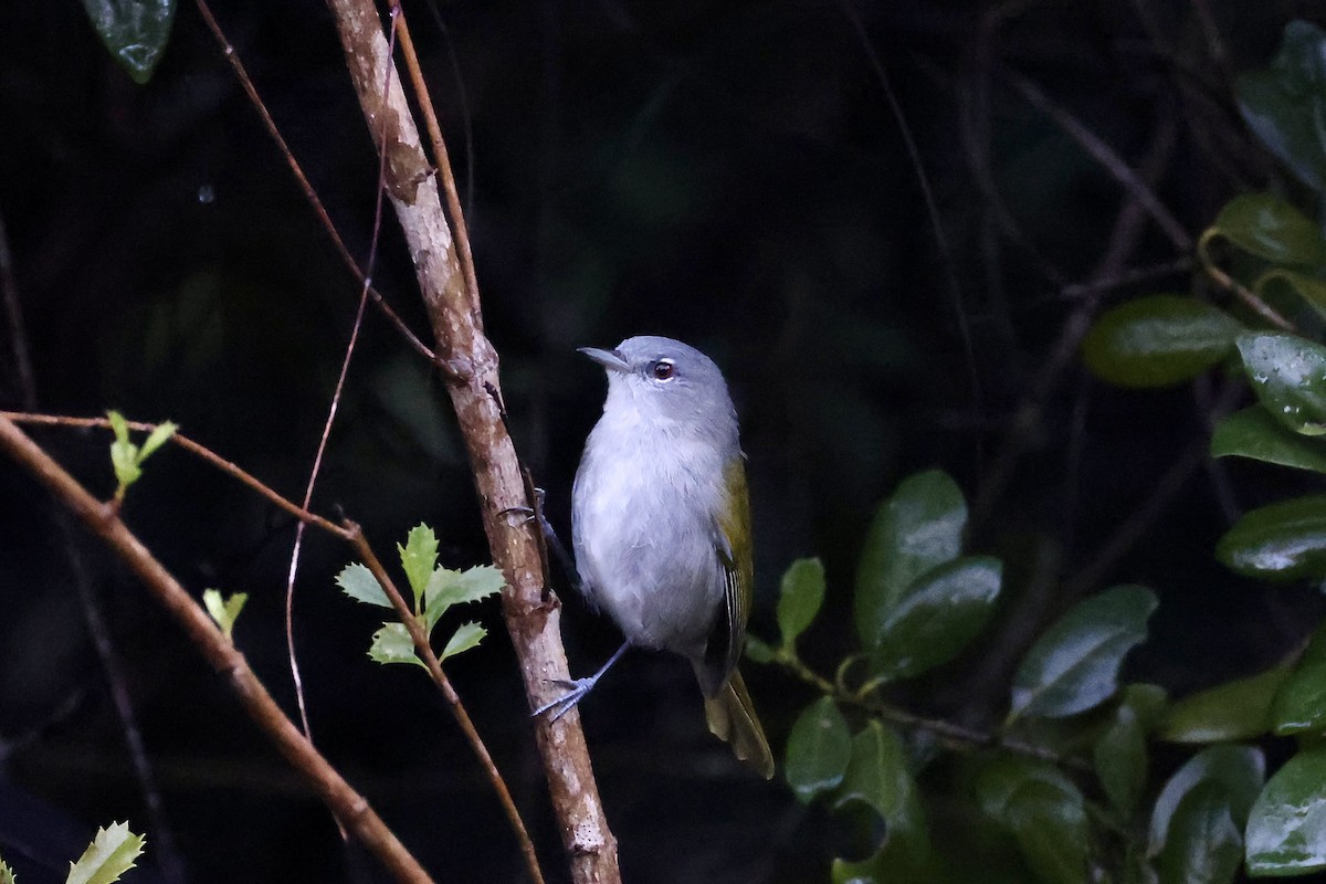 grønnstjertparula - ML650792983