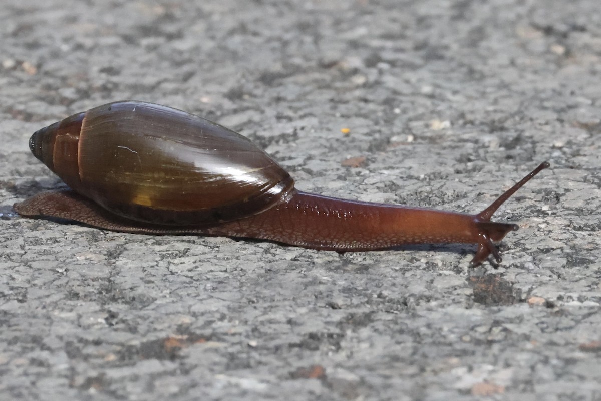 Animals - ML650792992