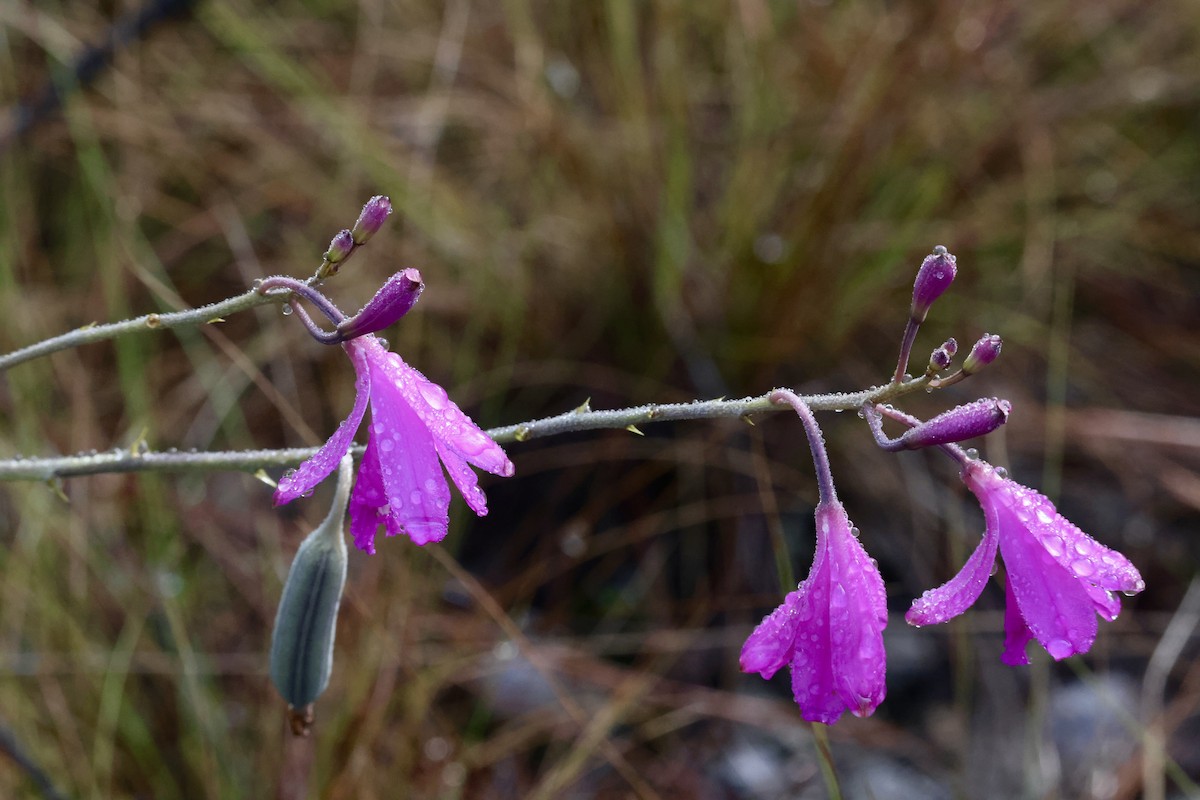 Animals - ML650792993